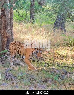 Noor la Tigresse marchant au parc national de Ranthambore, Sawai Madhopur, Rajasthan, Inde Banque D'Images