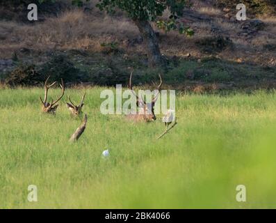 Le cerf de Sambar dans l'herbe au parc national de Ranthambore, Sawai Madhopur, Rajasthan, Inde Banque D'Images