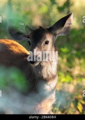 Sambar fauve de près au parc national de Ranthambore, Sawai Madhopur, Rajasthan, Inde Banque D'Images