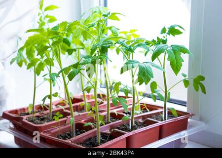 Jeunes plants de tomate en pots sur fenêtre blanche. Comment cultiver la nourriture à la maison sur le seuil de fenêtre. Germe la plante verte et le jardinage à la maison. Banque D'Images