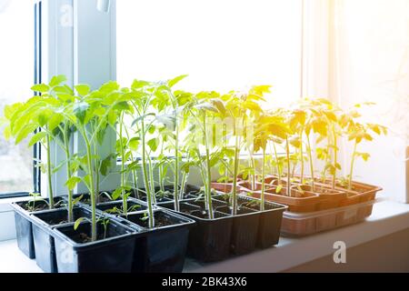 Jeunes plants de tomate en pots sur fenêtre blanche. Comment cultiver la nourriture à la maison sur le seuil de fenêtre. Germe la plante verte et le jardinage à la maison. Banque D'Images