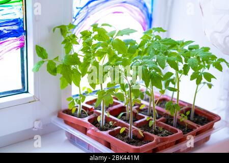 Jeunes plants de tomate en pots sur fenêtre blanche. Comment cultiver la nourriture à la maison sur le seuil de fenêtre. Germe la plante verte et le jardinage à la maison. Banque D'Images