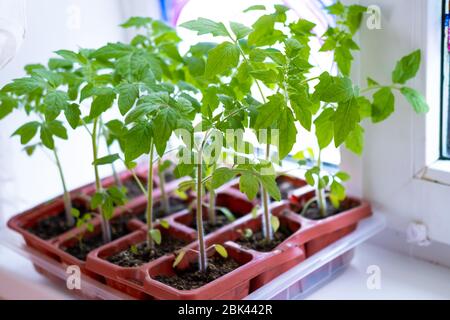 Jeunes plants de tomate en pots sur fenêtre blanche. Comment cultiver la nourriture à la maison sur le seuil de fenêtre. Germe la plante verte et le jardinage à la maison. Banque D'Images