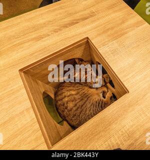 À l'intérieur d'un café Cat, Tokyo, Japon Banque D'Images