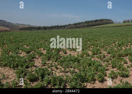 Culture printanière de plantes végétales de haricots larges (Vicia faba) dans un champ sur une ferme dans le Devon rural, Angleterre, Royaume-Uni Banque D'Images