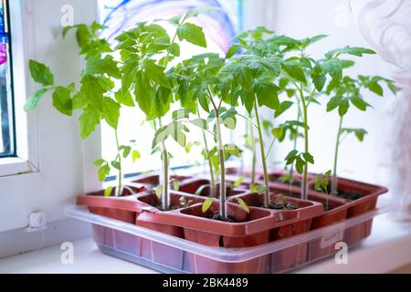 Jeunes plants de tomate en pots sur fenêtre blanche. Comment cultiver la nourriture à la maison sur le seuil de fenêtre. Germe la plante verte et le jardinage à la maison. Banque D'Images