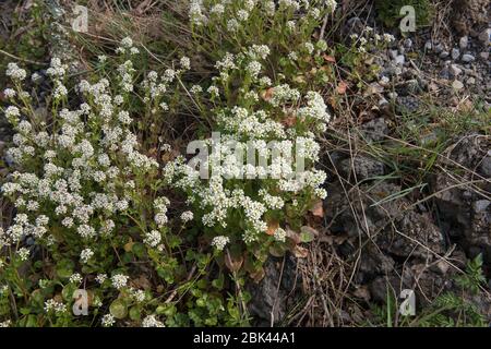La scurveygrass danois à fleurs printanières (Cochleaia danica), qui se développe parmi un pile de Rubble sur Wasteland dans le Devon rural, Angleterre, Royaume-Uni Banque D'Images