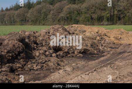 Dung ou Muck Heap avec des chenilles de pneus de tracteur dans un champ avec forêt dans l'arrière-plan sur une ferme dans la campagne du Devon rural, Angleterre, Royaume-Uni Banque D'Images