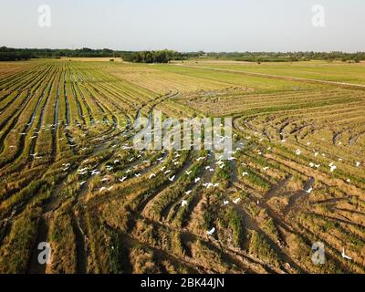 Des oiseaux de grue volent dans le rizières. Banque D'Images