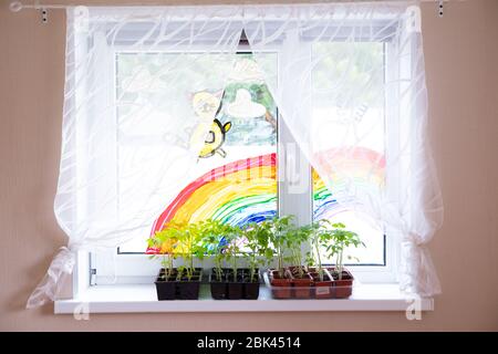 Jeunes plants de tomate en pots sur fenêtre blanche. Comment cultiver la nourriture à la maison sur le seuil de fenêtre. Germe la plante verte et le jardinage à la maison. Banque D'Images