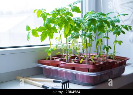 Jeunes plants de tomate en pots sur fenêtre blanche. Comment cultiver la nourriture à la maison sur le seuil de fenêtre. Germe la plante verte et le jardinage à la maison. Banque D'Images