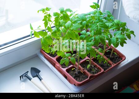 Jeunes plants de tomate en pots sur fenêtre blanche. Comment cultiver la nourriture à la maison sur le seuil de fenêtre. Germe la plante verte et le jardinage à la maison. Banque D'Images
