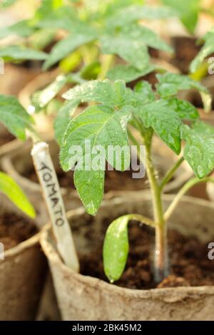 Solanum lycopersicum. Semis de tomates cultivés à domicile dans des pots biodégradables sous couverture pour protéger du temps froid. ROYAUME-UNI Banque D'Images