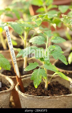 Solanum lycopersicum 'Golden Sunrise'. Semis de tomates cultivés à domicile dans des pots biodégradables sous couverture pour protéger du temps froid. ROYAUME-UNI Banque D'Images