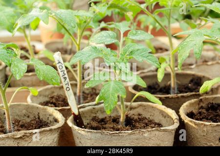 Solanum lycopersicum. Semis de tomates cultivés à domicile dans des pots biodégradables sous couverture pour protéger du temps froid. ROYAUME-UNI Banque D'Images