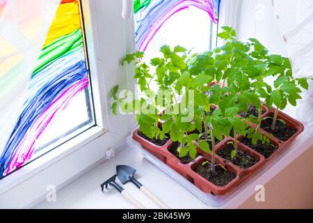Jeunes plants de tomate en pots sur fenêtre blanche. Comment cultiver la nourriture à la maison sur le seuil de fenêtre. Germe la plante verte et le jardinage à la maison. Banque D'Images