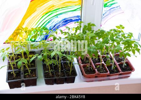 Jeunes plants de tomate en pots sur fenêtre blanche. Comment cultiver la nourriture à la maison sur le seuil de fenêtre. Germe la plante verte et le jardinage à la maison. Banque D'Images