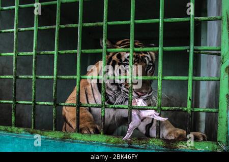 Medan, Sumatra du Nord, Indonésie. 1 mai 2020. Les tigres de Sumatran dans des cages où la nourriture est servie pendant les activités du zoo de Medan sont fermés, généralement des foules les jours fériés annuels de mai des années précédentes, à Medan. Les éclosions de coronavirus ont forcé les zoos à fermer sans visiter les voyages à long terme. Cela provoque environ 200 animaux dans le zoo menacé de faire du démanger et de la faim. Crédit: Albert Ivan Damanik/ZUMA Wire/Alay Live News Banque D'Images