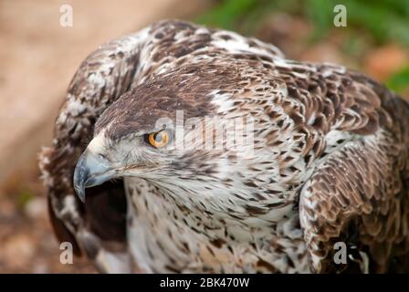 Les yeux aigle de Bonelli Banque D'Images