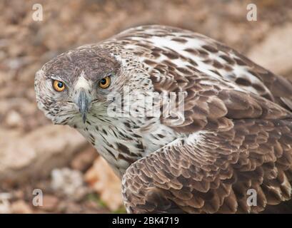 Les yeux aigle de Bonelli Banque D'Images