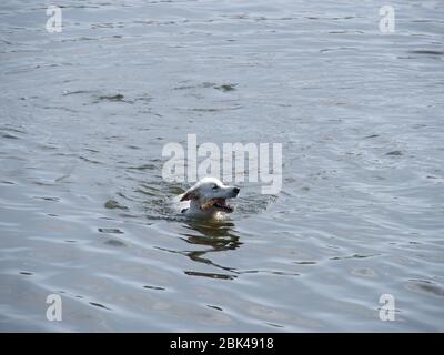 Chien blanc flottant dans l'eau avec un morceau de bois dans les dents Banque D'Images