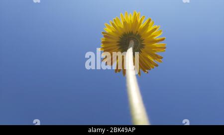 La fleur jaune s'élève vers le ciel bleu clair Banque D'Images