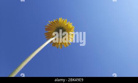 La fleur jaune s'élève vers le ciel bleu clair Banque D'Images