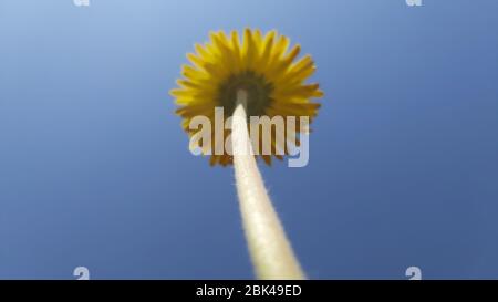 La fleur jaune s'élève vers le ciel bleu clair Banque D'Images
