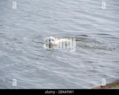 Chien blanc flottant dans l'eau avec un morceau de bois dans les dents Banque D'Images