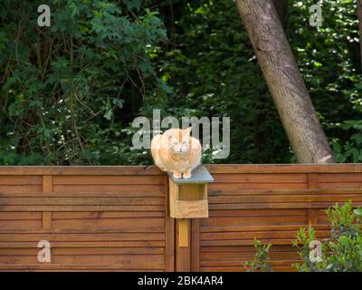 chat rouge assis sur le toit d'une maison d'oiseaux le fond des arbres verts Banque D'Images