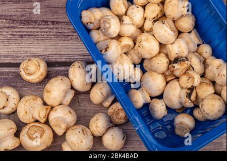 Jeunes champignons dans un plateau en plastique et champignons dispersés sur un fond en bois. Gros plan Banque D'Images