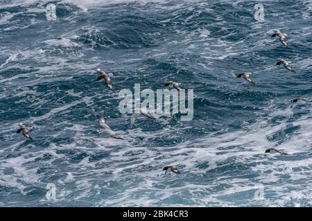 Un groupe de Cape Petrels (Daption capense) et de Fulmars du Sud (Fulmarus glacialoides) volant au-dessus des mers rugueuses dans le passage Drake Banque D'Images