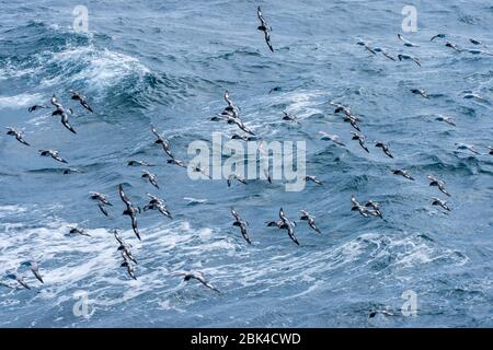 Un groupe de Cape Petrels (Daption capense) et de Fulmars du Sud (Fulmarus glacialoides) survolant la mer dans le passage Drake Banque D'Images