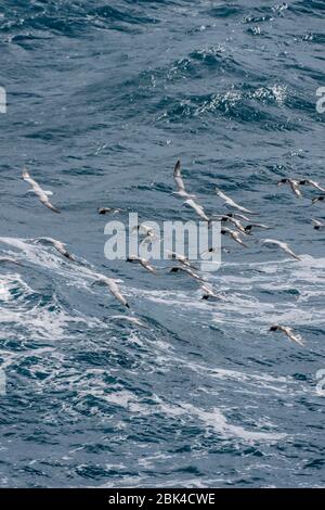 Un groupe de Cape Petrels (Daption capense) et de Fulmars du Sud (Fulmarus glacialoides) survolant la mer dans le passage Drake Banque D'Images