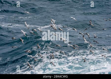 Un groupe de Cape Petrels (Daption capense) et de Fulmars du Sud (Fulmarus glacialoides) survolant la mer dans le passage Drake Banque D'Images