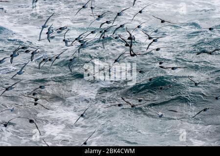 Un groupe de Cape Petrels (Daption capense) et de Fulmars du Sud (Fulmarus glacialoides) survolant la mer dans le passage Drake Banque D'Images