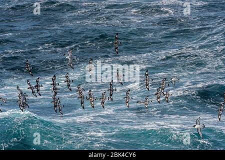 Un groupe de Cape Petrels (Daption capense) et de Fulmars du Sud (Fulmarus glacialoides) survolant la mer dans le passage Drake Banque D'Images