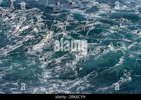 Un groupe de Cape Petrels (Daption capense) et de Fulmars du Sud (Fulmarus glacialoides) survolant la mer dans le passage Drake Banque D'Images