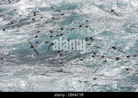 Un groupe de Cape Petrels (Daption capense) et de Fulmars du Sud (Fulmarus glacialoides) survolant la mer dans le passage Drake Banque D'Images