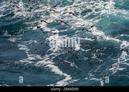 Un groupe de Cape Petrels (Daption capense) et de Fulmars du Sud (Fulmarus glacialoides) survolant la mer dans le passage Drake Banque D'Images