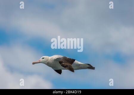 Albatros errants (Diomedea exulans) en vol au-dessus du passage Drake Banque D'Images