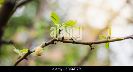 Escargot sur branche d'arbre avec petite feuille verte, fond de ressort avec espace de copie Banque D'Images