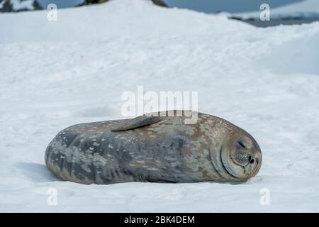 Le phoque de Weddell (Leptonychotes weddellii) se reposant sur la demi-lune près de l'île Livingston dans les îles Shetland du Sud de la région de la péninsule Antarctique Banque D'Images