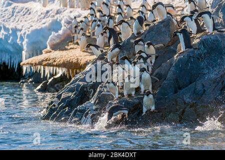 Adelie Penguins (Pygoscelis adeliae) plonge dans l'eau depuis le rivage rocheux pour se nourrir en mer à Hope Bay, péninsule Antarctique Banque D'Images