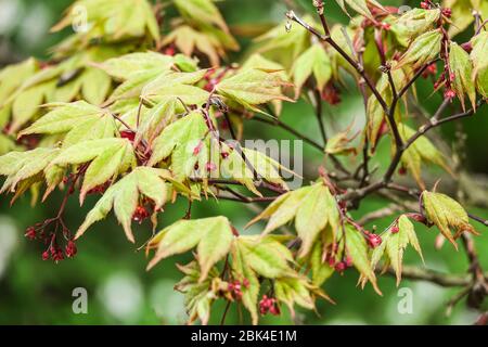 Érable Acer palmatum 'Amoenum' printemps, érable, feuilles, feuillage, fleurs, Jardin, fleurs, Banque D'Images