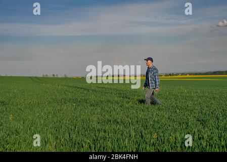 Chercheur agricole moderne utilisant la tablette numérique dans le domaine agricole. Agriculteur examinant le champ de blé. Banque D'Images