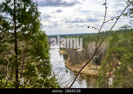 Rivière dans la forêt par une journée ensoleillée avec des nuages Banque D'Images