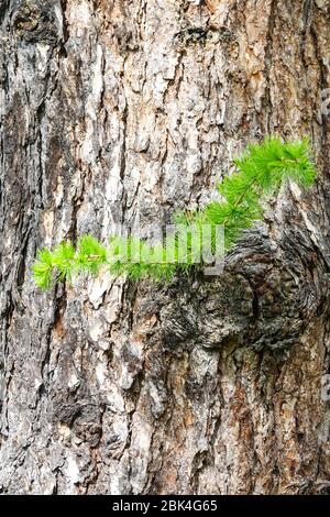 Larix decidua mélèze européen, jeunes aiguilles sur brindille, texture écorce d'arbre Banque D'Images