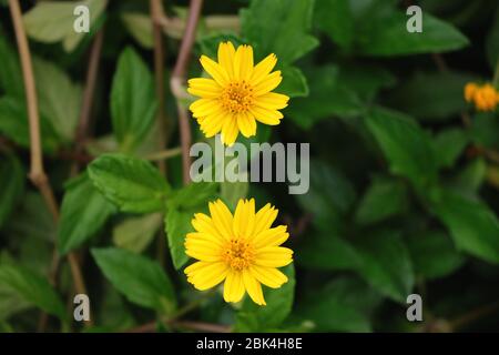 Fleur de calendula jaune avec fond vert doux et feuilles. Types d'herbes médicinales. Banque D'Images