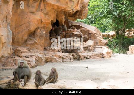 Famille de babouins de Hamadryas Banque D'Images